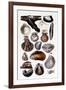 Shells: Monomyaria-G.b. Sowerby-Framed Art Print