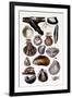 Shells: Monomyaria-G.b. Sowerby-Framed Art Print