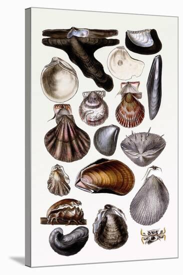 Shells: Monomyaria-G.b. Sowerby-Stretched Canvas