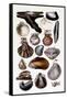 Shells: Monomyaria-G.b. Sowerby-Framed Stretched Canvas