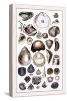 Shells: Monomyaria-G.b. Sowerby-Stretched Canvas