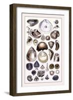 Shells: Monomyaria-G.b. Sowerby-Framed Art Print