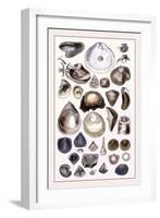 Shells: Monomyaria-G.b. Sowerby-Framed Art Print