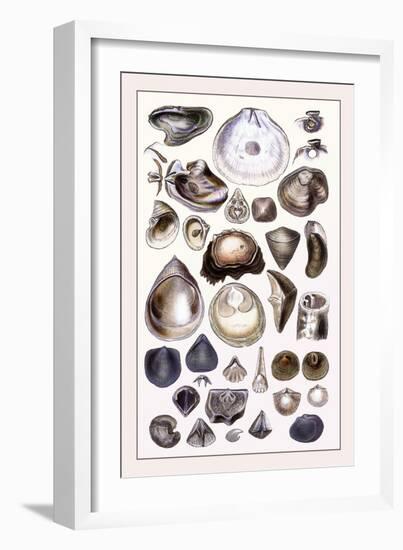 Shells: Monomyaria-G.b. Sowerby-Framed Art Print