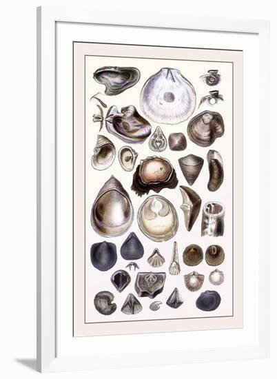 Shells: Monomyaria-G.b. Sowerby-Framed Art Print