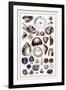 Shells: Monomyaria-G.b. Sowerby-Framed Art Print