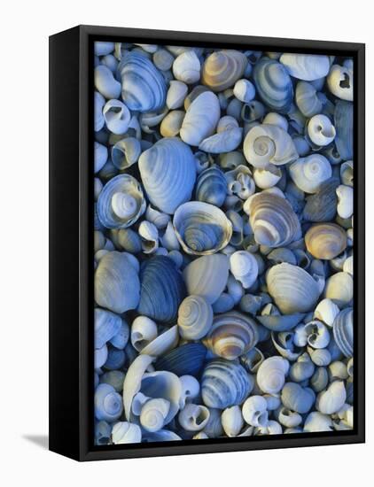 Shells of Freshwater Snails and Clams on Shore of Bear Lake, Utah, USA-Scott T^ Smith-Framed Stretched Canvas