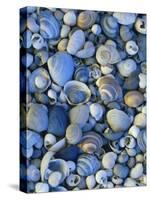 Shells of Freshwater Snails and Clams on Shore of Bear Lake, Utah, USA-Scott T^ Smith-Stretched Canvas