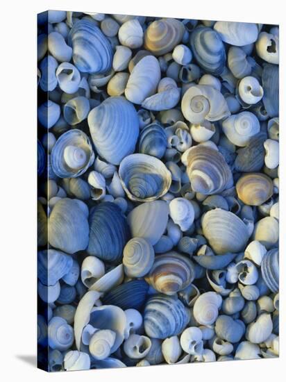 Shells of Freshwater Snails and Clams on Shore of Bear Lake, Utah, USA-Scott T^ Smith-Stretched Canvas
