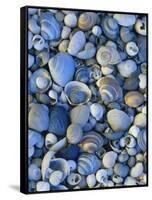 Shells of Freshwater Snails and Clams on Shore of Bear Lake, Utah, USA-Scott T^ Smith-Framed Stretched Canvas