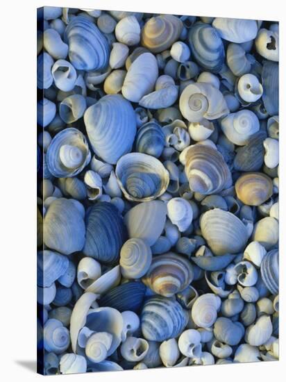 Shells of Freshwater Snails and Clams on Shore of Bear Lake, Utah, USA-Scott T^ Smith-Stretched Canvas