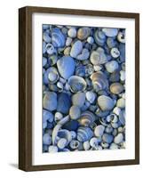 Shells of Freshwater Snails and Clams on Shore of Bear Lake, Utah, USA-Scott T^ Smith-Framed Photographic Print