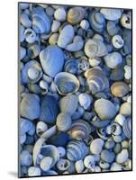 Shells of Freshwater Snails and Clams on Shore of Bear Lake, Utah, USA-Scott T^ Smith-Mounted Photographic Print