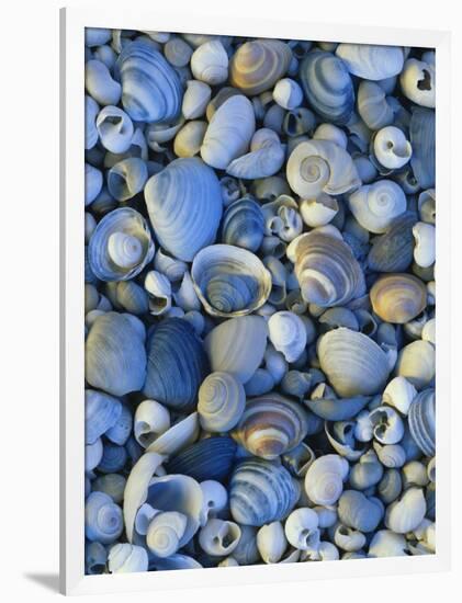 Shells of Freshwater Snails and Clams on Shore of Bear Lake, Utah, USA-Scott T^ Smith-Framed Photographic Print