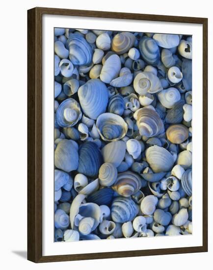 Shells of Freshwater Snails and Clams on Shore of Bear Lake, Utah, USA-Scott T^ Smith-Framed Premium Photographic Print