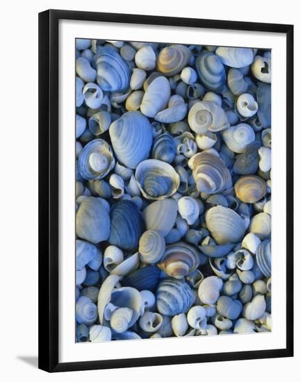 Shells of Freshwater Snails and Clams on Shore of Bear Lake, Utah, USA-Scott T^ Smith-Framed Premium Photographic Print