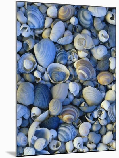 Shells of Freshwater Snails and Clams on Shore of Bear Lake, Utah, USA-Scott T^ Smith-Mounted Premium Photographic Print