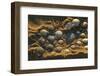 Shells on Bound Brook Island, Cape Cod, Wellfleet, Massachusetts-Jerry & Marcy Monkman-Framed Photographic Print