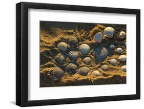 Shells on Bound Brook Island, Cape Cod, Wellfleet, Massachusetts-Jerry & Marcy Monkman-Framed Photographic Print