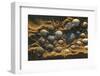 Shells on Bound Brook Island, Cape Cod, Wellfleet, Massachusetts-Jerry & Marcy Monkman-Framed Photographic Print