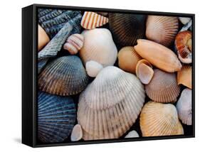 Shells on Edisto Beach, Edisto Beach State Park, South Carolina, USA-Scott T. Smith-Framed Stretched Canvas