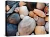 Shells on Edisto Beach, Edisto Beach State Park, South Carolina, USA-Scott T. Smith-Stretched Canvas