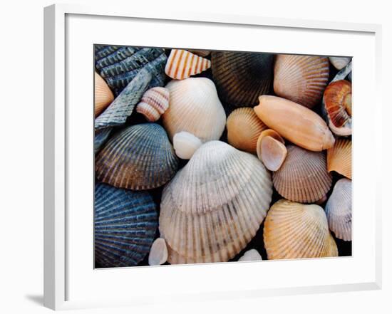 Shells on Edisto Beach, Edisto Beach State Park, South Carolina, USA-Scott T. Smith-Framed Photographic Print