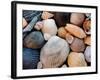 Shells on Edisto Beach, Edisto Beach State Park, South Carolina, USA-Scott T. Smith-Framed Photographic Print