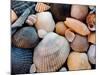 Shells on Edisto Beach, Edisto Beach State Park, South Carolina, USA-Scott T. Smith-Mounted Photographic Print