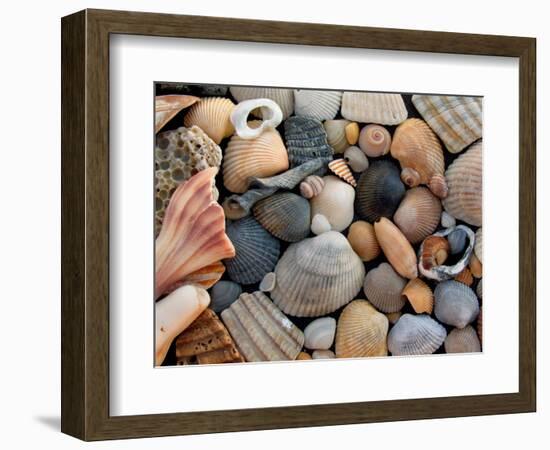 Shells on Edisto Beach, Edisto Beach State Park, South Carolina, USA-Scott T. Smith-Framed Photographic Print