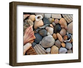 Shells on Edisto Beach, Edisto Beach State Park, South Carolina, USA-Scott T. Smith-Framed Photographic Print