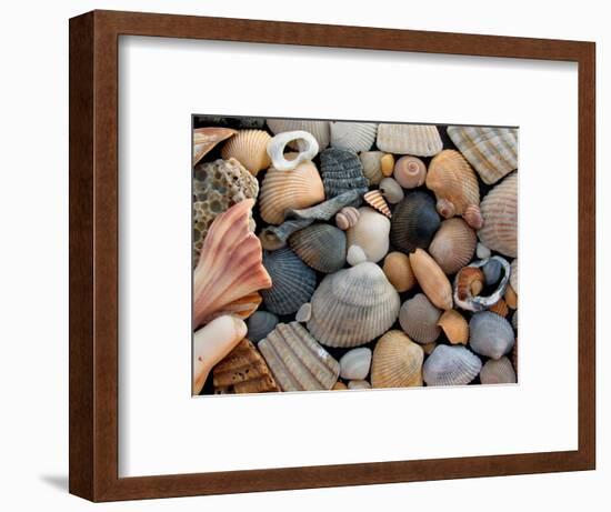 Shells on Edisto Beach, Edisto Beach State Park, South Carolina, USA-Scott T. Smith-Framed Photographic Print