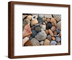 Shells on Edisto Beach, Edisto Beach State Park, South Carolina, USA-Scott T. Smith-Framed Photographic Print