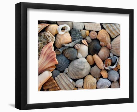 Shells on Edisto Beach, Edisto Beach State Park, South Carolina, USA-Scott T. Smith-Framed Photographic Print