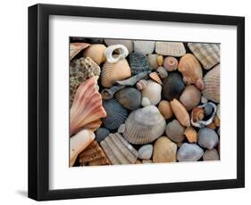 Shells on Edisto Beach, Edisto Beach State Park, South Carolina, USA-Scott T. Smith-Framed Photographic Print