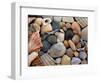 Shells on Edisto Beach, Edisto Beach State Park, South Carolina, USA-Scott T. Smith-Framed Photographic Print