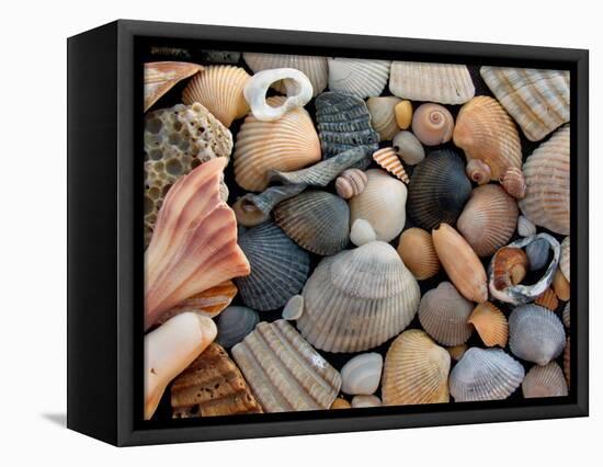 Shells on Edisto Beach, Edisto Beach State Park, South Carolina, USA-Scott T. Smith-Framed Stretched Canvas
