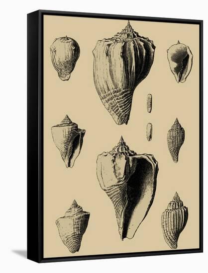 Shells on Khaki X-Denis Diderot-Framed Stretched Canvas