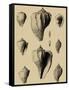 Shells on Khaki X-Denis Diderot-Framed Stretched Canvas