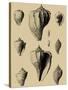 Shells on Khaki X-Denis Diderot-Stretched Canvas