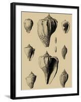 Shells on Khaki X-Denis Diderot-Framed Art Print