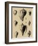 Shells on Khaki X-Denis Diderot-Framed Art Print