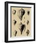 Shells on Khaki X-Denis Diderot-Framed Art Print