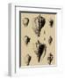 Shells on Khaki X-Denis Diderot-Framed Art Print