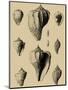 Shells on Khaki X-Denis Diderot-Mounted Art Print