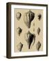 Shells on Khaki X-Denis Diderot-Framed Art Print