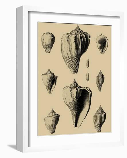 Shells on Khaki X-Denis Diderot-Framed Art Print
