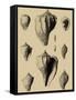 Shells on Khaki X-Denis Diderot-Framed Stretched Canvas