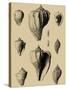 Shells on Khaki X-Denis Diderot-Stretched Canvas