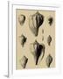 Shells on Khaki X-Denis Diderot-Framed Art Print